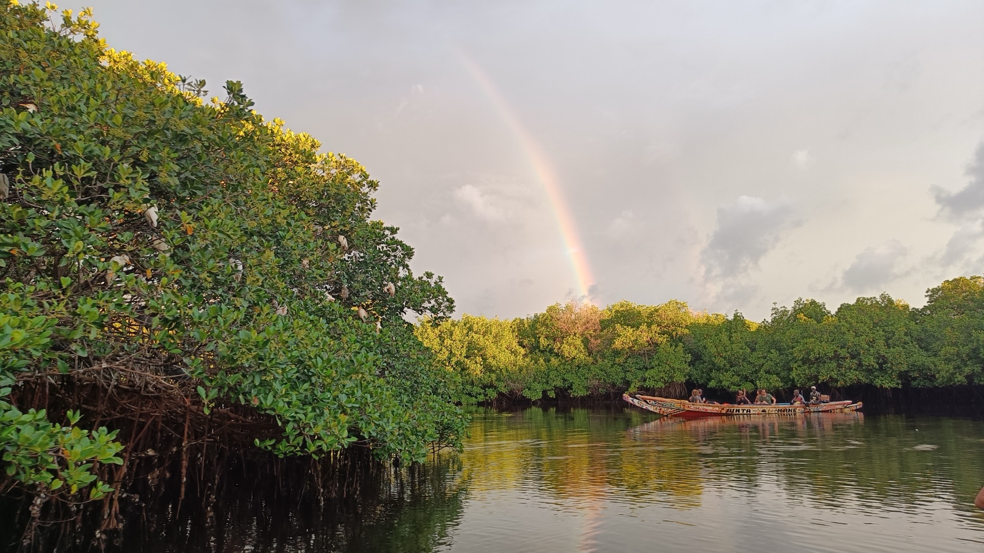 Arc-en-ciel sur les mangroves